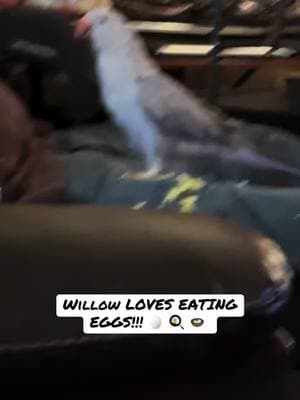 Willow absolutely loves her eggs. More videos to come. I hope you like this first one!!! #willow #eggs #IRN #parrot #fyp #bemyfriend!!!!! 