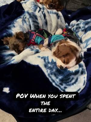 It’s tough being a pup… #dogmomlife #dogs #doggies #dogsgonewild #doggytiktok #doggytiktoker 