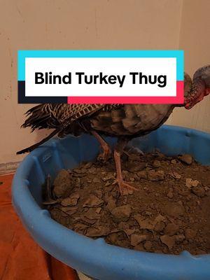 Replying to @amess77 She definitely is a thug of a turkey. #blindturkey #petturkey #queenie #thug 