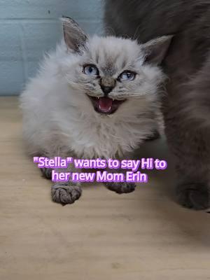 Hi Mom ( @erin finn ) I can't wait to meet you! Love " Stella" #windyhillpets.com #kathyskattery #selkirkrex #blueeyedcat #newkitten 