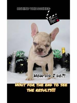 Photo shoot! How did I do?!!! #foryoupage #fyp #photoshoot #morepassion #moreenergy #knuckleheadbullies #freecuteness #frenchbulldog 