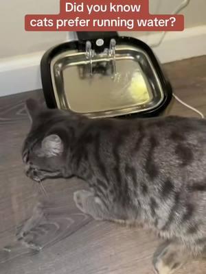 #creatorsearchinsights Best Cat Water fountain  #cat #cats #waterfountainforcats #TikTokShop   Best water fountains for cats  cat water fountain filter  best cat water fountain  amazing cat water fountain