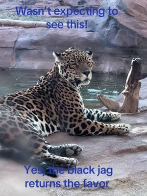 Watching the jaguars at Bearizona pissing each other off 🤭. #funnyanimals #jaguars #animaltiktok #bearizonawildlifepark #fyp