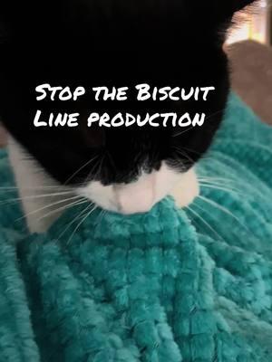 Bruce the Biscuit Maker #brucethecat🐈‍⬛ #biscuit #cat #funnycats #biscuitfactory #catsoftiktok #c #x #fyp #m #k #