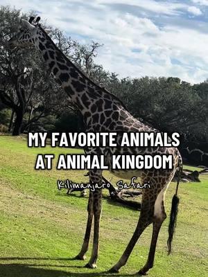 Kilimanjaro Safari gets 5 ⭐️ from me (I’m from Iowa, the bar was decently low lol) #kilimanjarosafaridisney #kilimanjarosafari #disneyworld #animalkingdom #lion #giraffe #zebra #xyzcba 