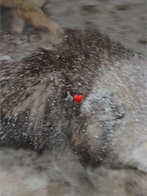 Maggie says- “Don’t touch me! I look magestic in the snow!”😂♥️.           #foryoupage #fyp #keeperofthewolves #packpeculiar #wolf #wolves #mywolfpack #beautifulwolfdogs #savewolves #maggie 