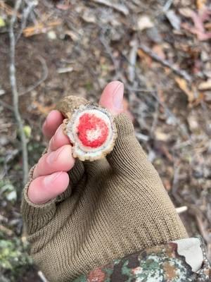 First fresh shed of the season! #shed #shedhunting #shedseason #antler #deer #buck #Outdoors #hike #shedhead #fyp #foryou 