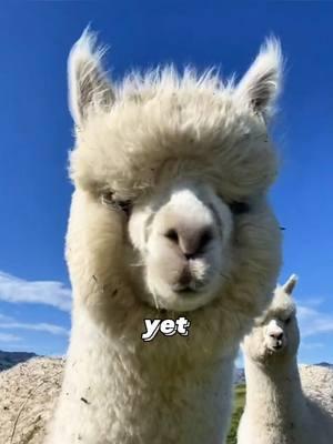 Spitting alpaca#tiktok #foryour #animals #funny #alpaca #spit 