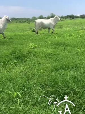 #ranchomendoza14 #cawboy #🐮 #ventadeganado #guadalajarajalisco🇲🇽 #🧬 #🐂🇺🇸🇲🇽 #ayaenelrancho🇲🇽🌵♥️ #elpatron #viral_video #🐂 #enelrancho #mexicobraham #bendecido 