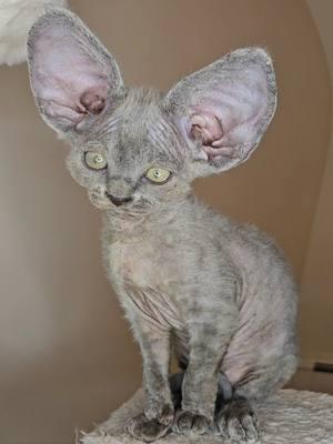 devon rex kittens #devonrex #kittens #devonrexkittens #cat #kitten #cats #gato #yokokat 