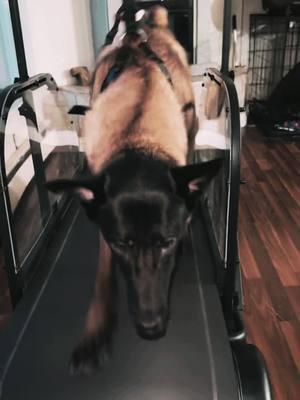 @ronzeildogslatmill Use code “TANGO” for 200$ off your purchase! #tango #belgianmalinoisoftiktok #workingdogsoftiktok #belgianmalinois #malinois #sportdog #workingdog #k9 #k9softiktok 