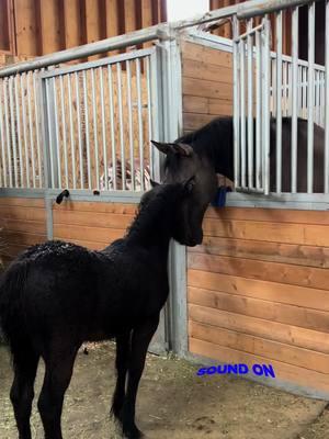 The clacking is so cute omg 😳 I am so in love with how Teddy is growing up. She is growing more and more feathers #mortgagecowgirl #stearmanranch #draft #gypsycross #babyhorse @Stearman Ranch General Store 