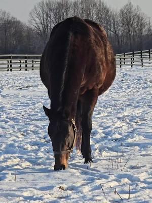 fat or pregnant  #cartman #tistheseason #saratogaglenfarm #thoroughbredsoftiktok #fyp