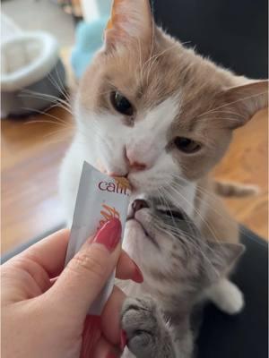 Sharing treats together 🩵🎄 #catlife #catoftiktok #cute #mycatisfamous #cattok #kittens #orangecat #kittensoftiktok #catlover #graytabby #graytabbykitten #graycatsoftiktok 