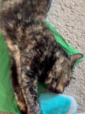 I like crinkle sounds. #cat #cats #catsofinstagram #catlover #crinkle #catsagram #catstagram #catgram #catplay #play #catloversclub #fun #video 