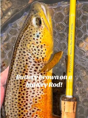 A mighty fine Driftless Brown on the Upstream Plus 5wt! Fishes like butter!  @dartfishdan @rootriverrodco  #winterfishing #flyfishing #flyfish #browntrout #browntown #flyrod #douglasflyrods #douglasoutdoors #douglasflyfishing