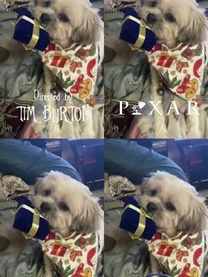 #CapCut #dogsoftiktok #dog #lhasaapso 