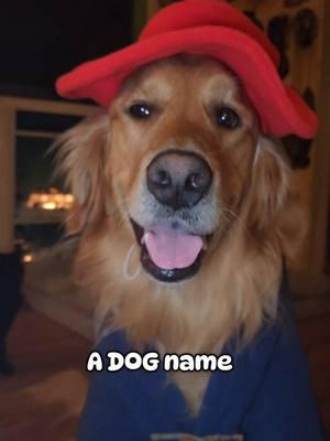 #paddingtonthedog #paddingtoninperu #dogsoftik #dogtok #goldenretriever #paddington #paddingtonmovie #doglover 