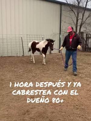 #workinghorses #vaquerode80+