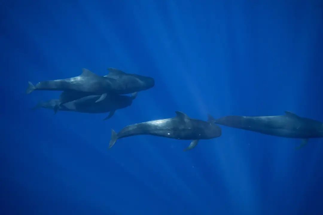 Swipe to see what shark species is often seen following the short finned pilot whales! Oceanic white tips are some of the ocean’s most confident & dominant species of shark & they follow the pilots hoping to pick up an easy meal of their scraps. Pilot whales dive deep to hunt fish & squid & often prey share at the surface. 🍽️ #worksmarternotharder 🦈🦈 Photos by @Devoni   #oceanicwhitetip #kona #kailuakona #hawaii #ocean 