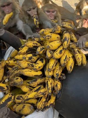 The hungry monkeys were very happy to get bananas and papaya to eat #feedinganimal #animals #monkey #loveanimal #animal #animalcare #usa🇺🇸