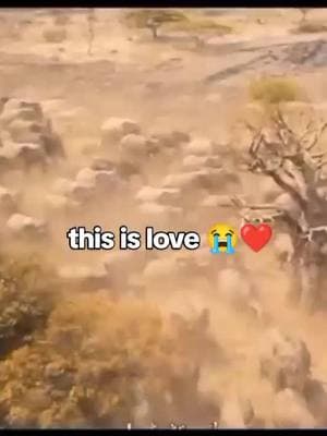 this is Love >>> mufasa saving sarabi ❤️😭 #mufasa #sarabi #TrueLove #viral #Love #tiktok #foryou #Disney #LionKing #movie  #mufasathelionking #cute #viralvideo #song #CapCut #mufasasveingsarabilife 