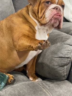 Her throwing herself into the couch 🤣🤣 #englishbulldog #bulldog #redenglishbulldog #bulldogpuppy #utahphotographer #utah #the_frenchie_photographer #puppy #ebulldog 