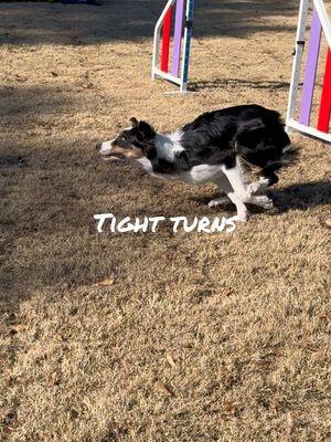 Trigger update!! #dogs #dogsoftiktok #dogtok #dogagility #DogTraining #agilitydog #bordercollie #bordercolliesoftiktok #puppy #puppies #puppiesoftiktok #turns #agility 