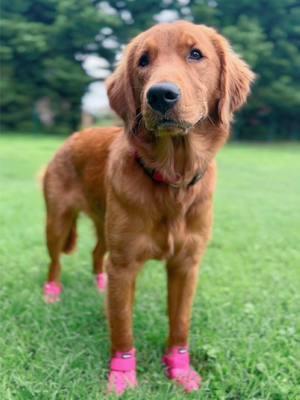 Just a Service Dog in Training working extra hard at her job! ❤️ 🐾 #goldenretrieverlove #puppy #goldenpuppy #golden #servicedogintraining #servicedog  #goldenretrieversoftiktok #goldenretriever #fyp #foryoupage #dogsoftikok #petlife #dogmom #puppytiktok #newpuppy #puppiesoftiktok #puppylove #fluffypuppy #PetsOfTikTok #goldenretrieverlife #puppylove #DogTraining 