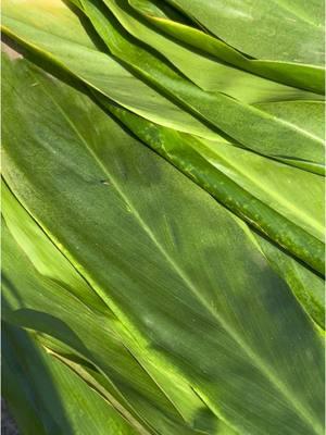 Prepping for the new year is an all day endeavor when you do it Hawaiian style #food #grindz #fyp #foryou #foryoupage #newyear #hawaii #oahuhawaii #hawaiianfood #luauleaves #laulau 