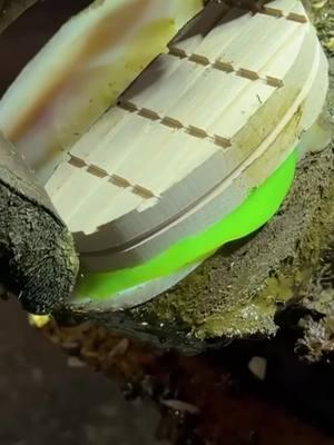 STONE in cow's hoof,  a SURPRISE PROBLEM & a random PHOTOGRAPHER_p2 #satisfying #oddlysatisfying #asmr #farrier #cow #cows #TheHoofGP#horse #hoof #hooftrim #hooftriming #hoofpick #hoofcleaning #hoofcare #hooftok #horse #farrier #farriersoftiktok