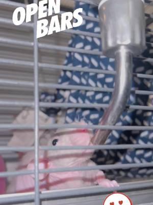 Thirsty rat!!!!! #rat #ratsoftiktok #rodentrescue #iloverats #LA #thirsty #drinking #iwantadrink #fyf #fyp #foryoupage 