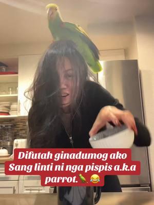 My bird is attacking me. 😂#buttercupapple #fyp #parrot 