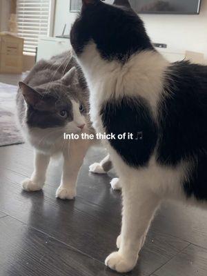 Remake of my first TikTok 👹 predator koots and lil baby prey  #CapCut #cats #catsoftiktok2024 #fypシ #cattok #intothethickofit #thebackyardigans 