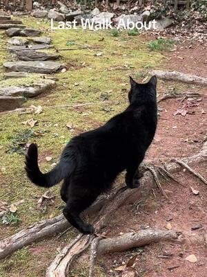 Day 1. All the favorite things. 14 years just isn’t enough for us. I’m glad we were there for his whole life. Full of love!  #finaldays #seniorcat #housepanther #phineas #blackcatsoftiktok #BestFriends #gingercat #moses #childhoodmemories 