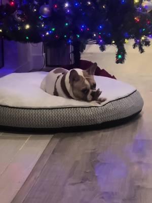 #frenchie #frenchiesoftiktok #frenchbulldog #frenchietok #dog #dogsoftiktok #dogs #chewtoy #doggo #chew #nomnomnom #pet #PetsOfTikTok #puppy #puppytiktok #puppydog #puppylife #fyp #foryoupage #foryoupageofficiall #fy #fypシ 