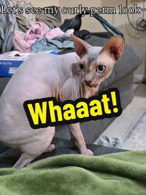 #aifilter #CapCut #fyp #viral #sphinx #bald #nohair #catlover 