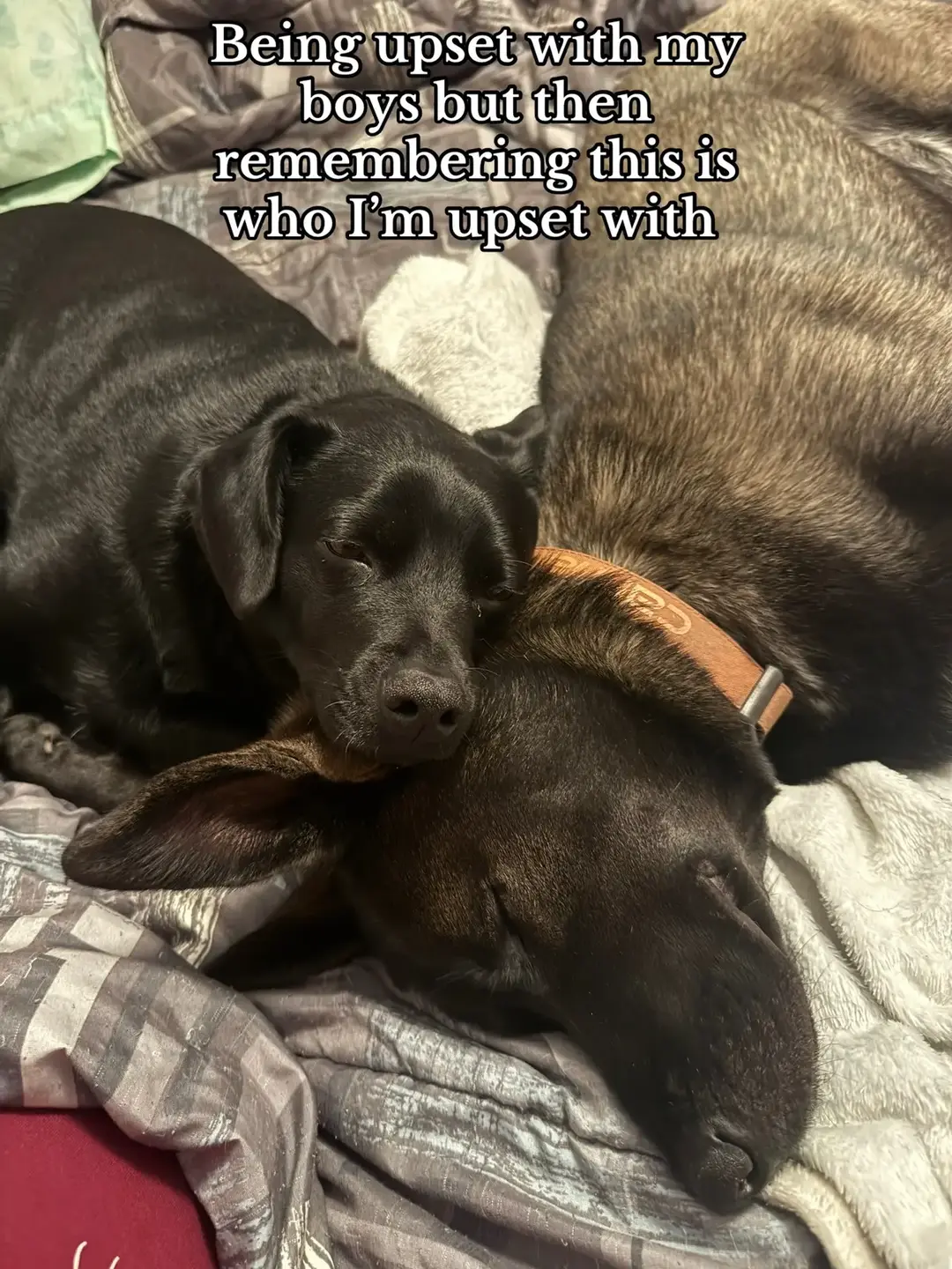 The sweetest babies #dog  #puppy #dogmom #opie #bear #puppymom #rescue #rescuedog 