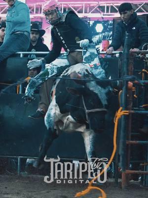 Así la participación de Juanjo Palillo en el Torneo el Toro de Oro. #jaripeotvdigital #jaripeo