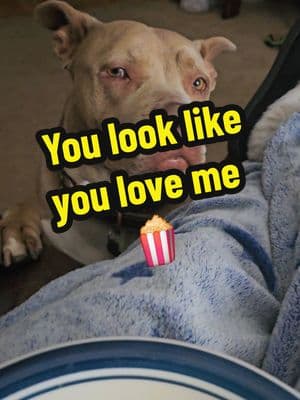 #fyp #doglife #dogmom #loveme #popcorn #humor #beg #lulu #bullybreed 