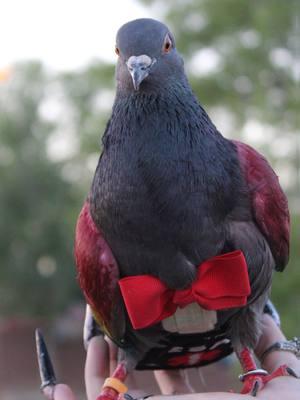 (from June since that's when I got a new phone) enjoy these clips of him hehe #piercings #alternative #pigeon #pigeonsoftiktok #petpigeon #emotionalsupportanimal #esa #bird #birds ##birb 