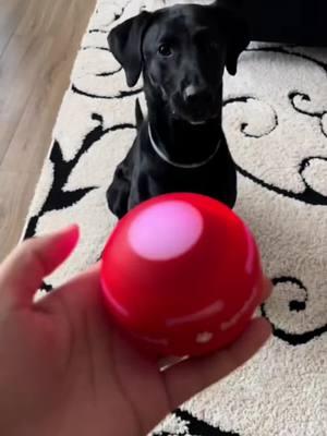 #TikTokShop #ball #dogs #toy #cat #cattoy #cattoys #cattoyreview #cattoyrecommendation 