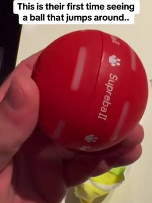 #TikTokShop #ball #dogs #toy #cat #cattoy #cattoys #cattoyreview #cattoyrecommendations 