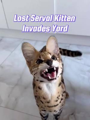 Lost Serval Kitten Invades Yard, Befriends the Dog, and Becomes the King of the House! #fyp #serval #animals #servalcat #pet 