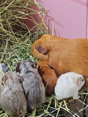 😂😂😂So cute!!!🥰😍😘#guineapig #guineapigs #pet #cute #cutepet #petlover #pettraining  #PetsOfTikTok #fyp #funny 