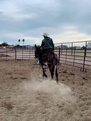 #fyp #foryou #foryoupage #donkey #donkeys #donkeysoftiktok #donkeytraining #donkeytrainer #donkeyscreamer #horsetrainer #muleskinner #camelscreamer 