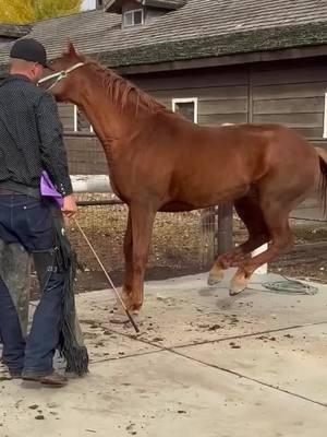 Satisfying… 🐴⚒️  #horse  #animalwelfare  #asmr  #farriersoftiktok  #horseshoe  #farrier  #satisfying  #hoof  #care 