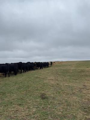 Been building this herd of cows for 10 years ; it’s time to cash in the lottery ticket! 🎰💸💰 #northcuttbros #northcuttfarms #ANGUS #oklahoma #405 #eatbeef 