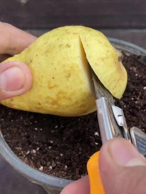 how to grow guava plant at home #garden #viral #reel #plant #shorts #gardening #foryou #trending #ideas #foryoupage #reels #fyp #plants #guava 