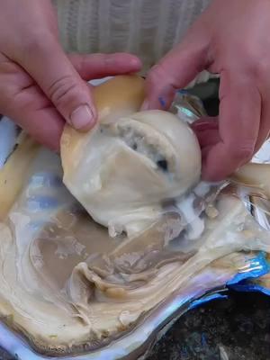 😱Opening the sparkling giant blue clam #pearl #pearls #pearljewelry #goldenpearl #pickingpearls #clam 